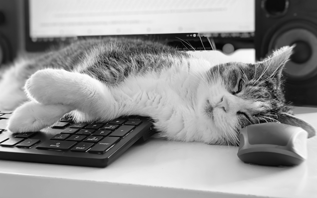 Homeoffice und die virtuelle Arbeitswelt – wie uns Holacracy in der Corona-Krise geholfen hat
